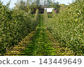 Green apples scattered on grass between rows of trees 143449649