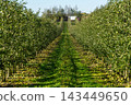 Apple orchard with rows of trees and fallen fruit along a grassy path 143449650