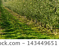 Apple orchard with young trees, abundant green fruit and fallen apples 143449651