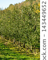 Ripe green apples hanging on trees and scattered on the ground 143449652