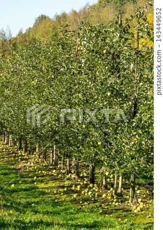 Ripe green apples hanging on trees and scattered on the ground Ripe green apples hanging on trees and scattered on the ground 143449652