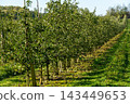 Apple orchard with young trees, abundant green fruit and fallen apples 143449653