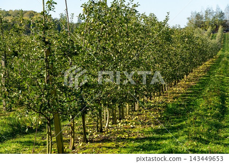 Apple orchard with young trees, abundant green fruit and fallen apples Apple orchard with young trees, abundant green fruit and fallen apples 143449653