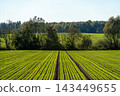 Neat rows of young green crops stretch across a vast agricultural field 143449655