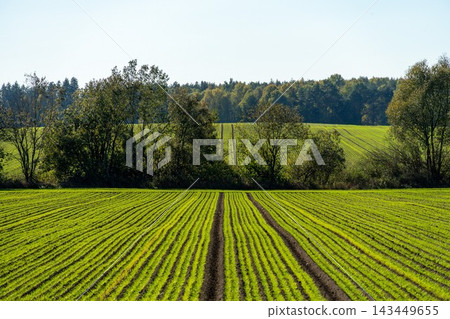 Neat rows of young green crops stretch across a vast agricultural field Neat rows of young green crops stretch across a vast agricultural field 143449655