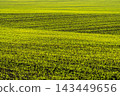 Vibrant green young wheat field in sunlight 143449656