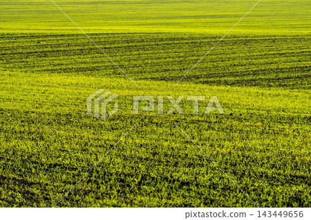 Vibrant green young wheat field in sunlight Vibrant green young wheat field in sunlight 143449656