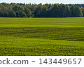 Green agricultural field with neat rows of young crops 143449657