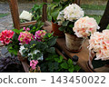 Colorful hydrangea arranged on display in a garden setting with lush greenery 143450022