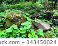 Lush greenery surrounds moss covered rocks in a serene forest setting 143450024
