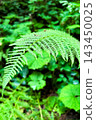 Green fern leaves thrive in a lush forest near a gentle stream on a sunny day 143450025