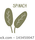 vector illustration spinach 143450047