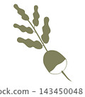 vector illustration radish 143450048