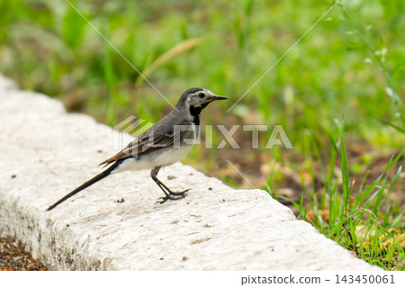 A bird is standing A bird is standing 143450061