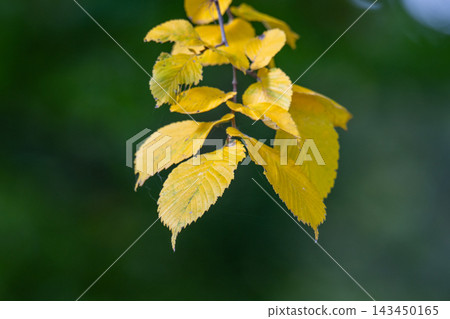 autumn leaves against 143450165
