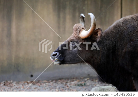 A female gaur with her tongue slightly sticking out to the side. A female gaur with her tongue slightly sticking out to the side. 143450539