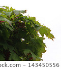 Leaves of decorative landscaping maple tree isolated on a clean background 143450556