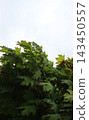 Maple Tree Canopy on White Background Stock Photo for Vertical Story  143450557