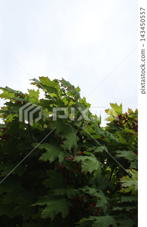 Maple Tree Canopy on White Background Stock Photo for Vertical Story Maple Tree Canopy on White Background Stock Photo for Vertical Story 143450557