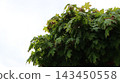 The lush crown of a maple tree isolated on white copy space image 143450558