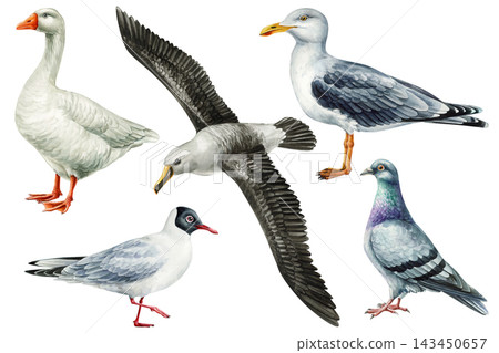 Watercolor bird set with goose albatross herring gull black headed gull and pigeon isolated on white background Watercolor bird set with goose albatross herring gull black headed gull and pigeon isolated on white background 143450657