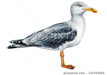 Seagull watercolor bird portrait isolated on white background, Herring gull naturalistic illustration Seagull watercolor bird portrait isolated on white background, Herring gull naturalistic illustration 143450668