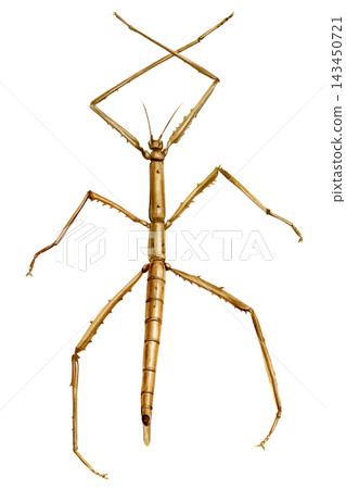 Stick Insect Watercolor Painting with Long Segmented Body and Spiny Legs Isolated on white Background Stick Insect Watercolor Painting with Long Segmented Body and Spiny Legs Isolated on white Background 143450721