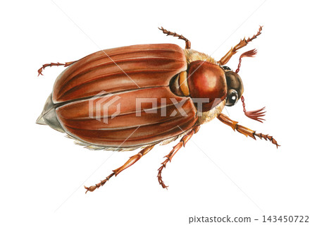 Brown Cockchafer Beetle Watercolor Painting with Ridged Wing Cases Antennae and Legs Isolated on White Background for Nature Study Brown Cockchafer Beetle Watercolor Painting with Ridged Wing Cases Antennae and Legs Isolated on White Background for Nature Study 143450722