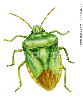 Green Shield Bug Watercolor Painting with Detailed Wings Antennae and Legs Isolated on White Background for Nature Science Studies Green Shield Bug Watercolor Painting with Detailed Wings Antennae and Legs Isolated on White Background for Nature Science Studies 143450723