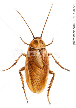 Brown Cockroach Watercolor Painting with Long Antennae Detailed Wings and Spiny Legs Isolated on White Background for Insect Study Brown Cockroach Watercolor Painting with Long Antennae Detailed Wings and Spiny Legs Isolated on White Background for Insect Study 143450725