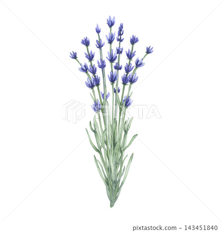 Lavender. A bouquet of lavender flowers. Watercolor illustration of blooming lavender with delicate purple flowers and green stems, isolated on a white background. 143451840