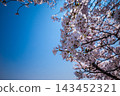 Against a clear blue sky, cherry blossom branches and flowers are positioned on the right side of the screen. 143452321