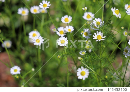 清爽的洋甘菊花 清爽的洋甘菊花 143452500