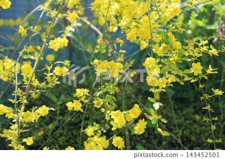 明亮的冬日茉莉花 明亮的冬日茉莉花 143452501