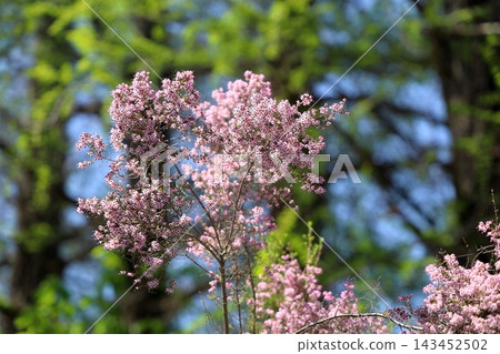 可愛的艾莉卡花 可愛的艾莉卡花 143452502