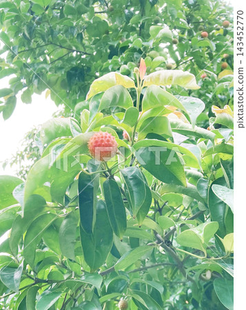 日本山茱萸樹的紅色漿果 日本山茱萸樹的紅色漿果 143452770