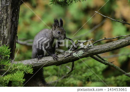 Ezo squirrels as autumn approaches Ezo squirrels as autumn approaches 143453061