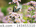一隻鳳蝶停在紫菀花上。 143455310