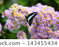 一隻鳳蝶停在紫菀花上。 143455434