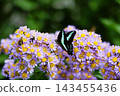 一隻鳳蝶停在紫菀花上。 143455436