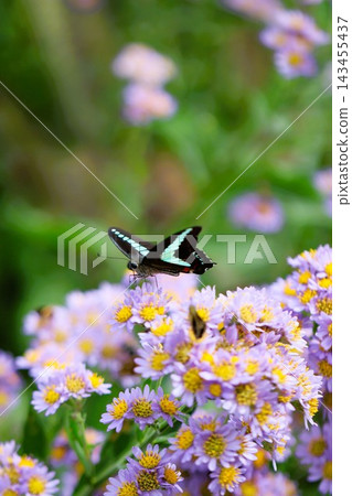 A swallowtail butterfly perched on an asters flower. A swallowtail butterfly perched on an asters flower. 143455437