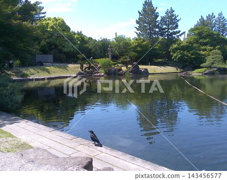 2024年5月拍攝的名古屋德川庭園龍泉湖景色。 2024年5月拍攝的名古屋德川庭園龍泉湖景色。 143456577