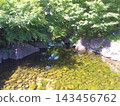 Scenery of Nagoya Tokugawa Garden, Ryusen Lake, photographed in May 2024. 143456762