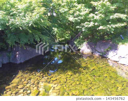 2024年5月拍攝的名古屋德川庭園龍泉湖景色。 143456762
