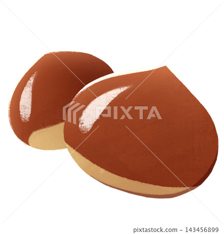 Illustration of chestnut 143456899
