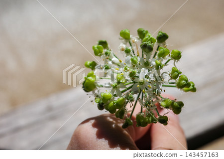 A close-up of a chive flower and green pods held in a hand. A close-up of a chive flower and green pods held in a hand. 143457163