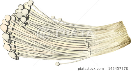 新鮮金針菇的簡單插圖。 新鮮金針菇的簡單插圖。 143457578