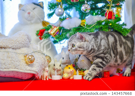 Cute cat Christmas photos Cute cat Christmas photos 143457668
