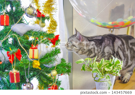 Cute cat Christmas photos Cute cat Christmas photos 143457669