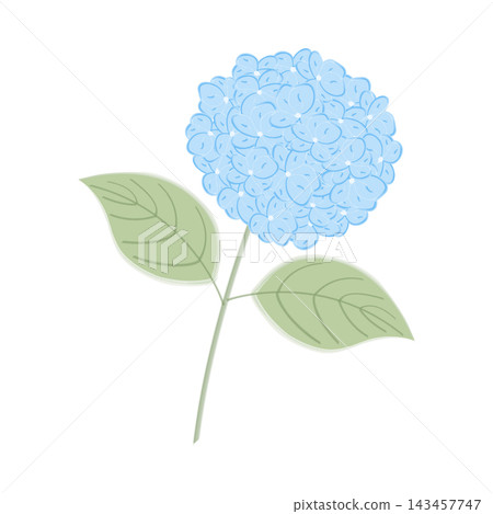 Handdrawn blue hydrangea flower on stem with green leaves isolated on white in soft watercolor style. Hand drawn watercolor style vector illustration for wedding invitations, cards and botanical decor Handdrawn blue hydrangea flower on stem with green leaves isolated on white in soft watercolor style. Hand drawn watercolor style vector illustration for wedding invitations, cards and botanical decor 143457747